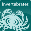 Invertebrates