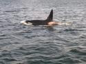 Male Transient Orca - T44